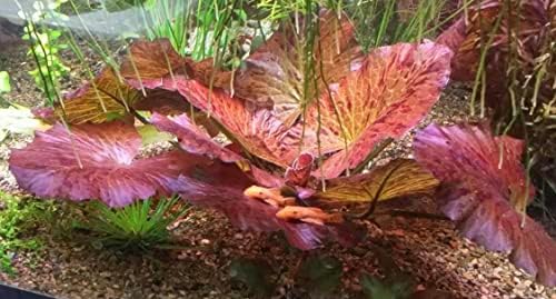 Marcus Fish Tanks 3X Tiger Lotus Lily Nymphaea - Live Aquarium Plants