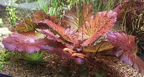 image for Marcus Fish Tanks - Tiger Lotus Lily Nymphaea Lotus - Live Aquarium Pl