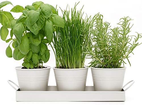 Set of 3 Metal Herb Plant Pots with Drip Tray by CKB Ltd - Traditional Indoor Windowsill Coloured Planter Box for The Kitchen Grow Your Own Herbs for Cooking (Chalk White)