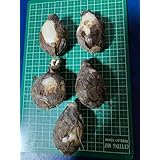 白い彼岸花の球根 5個 １