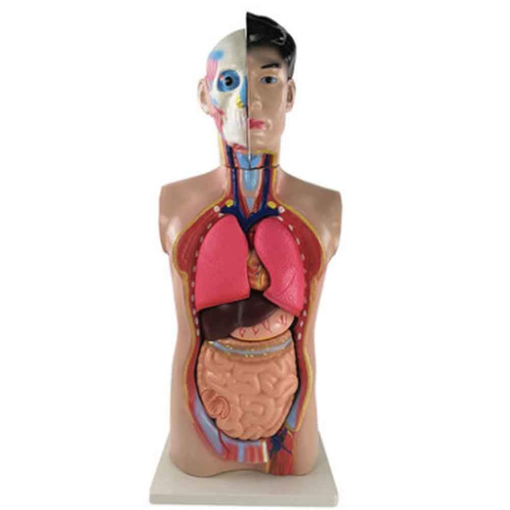 Model anatomiczny 12 części ludzki 85 cm tułów anatomia trzewna model medyczny półciało model tułowia dla biologii, medyczny materiał dydaktyczny model szkieletu