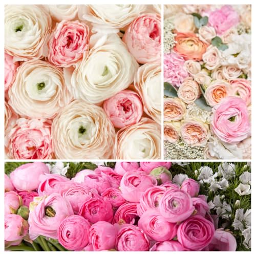 6 Mixed Color Ranunculus Bulbs for Planting Assorted Pastel Double Buttercups Spring or Fall Planting Bulbs for Vibrant Garden Blooms Borders & Cut Flower Garden Rose Bulb Wedding Flower Bulbs