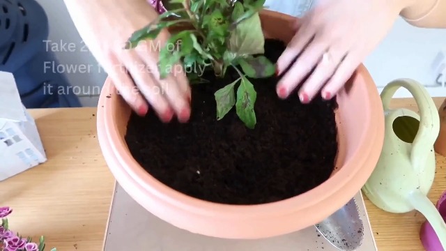 Elamgreen Flower Plant Fertilizer | Premium Bloom Enhancer for Roses, Hibiscus, Lotus, Mogra, Lily & All Flowering Plants | Promotes Vibrant Blooms & Healthy Foliage 10kg