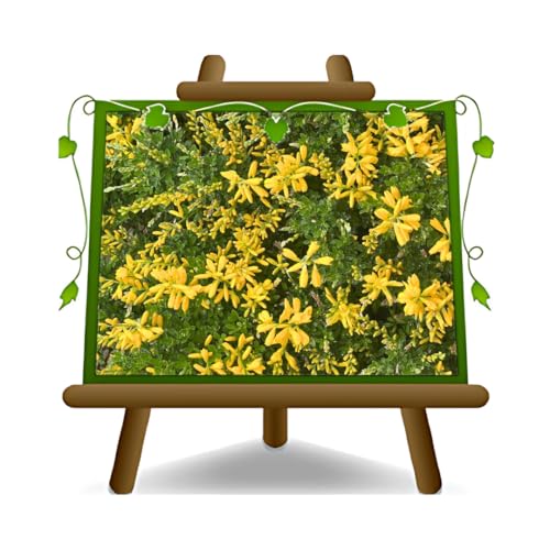 EURO PLANTS VIVAI Cytisus Scoparius o Ginestra pianta ornamentale su Vaso: 25 cm - Chioma 40/45 cm. *Altezza 40 cm.