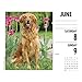 Just Goldens 2019 Box Calendar (Dog Breed Calendar)