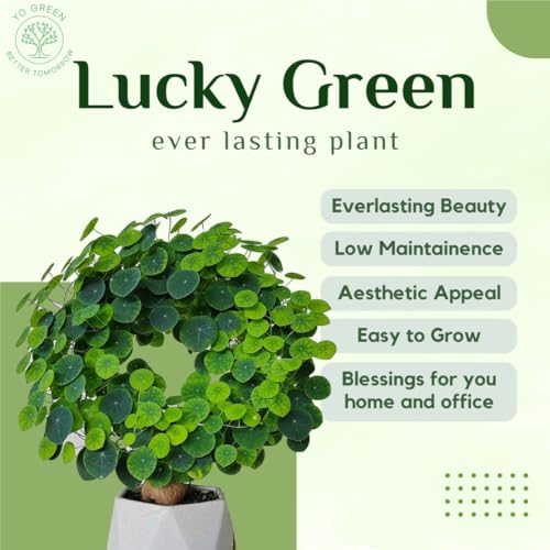 Image of Yo Green Lucky Stephania Erecta Plant (Coin Leaf) for Living Room and Outdoor - Healthy Indoor Feng Shui Plant, Low Maintenance, Air Purifying, Home Decor (Stephania Erecta Bulb)