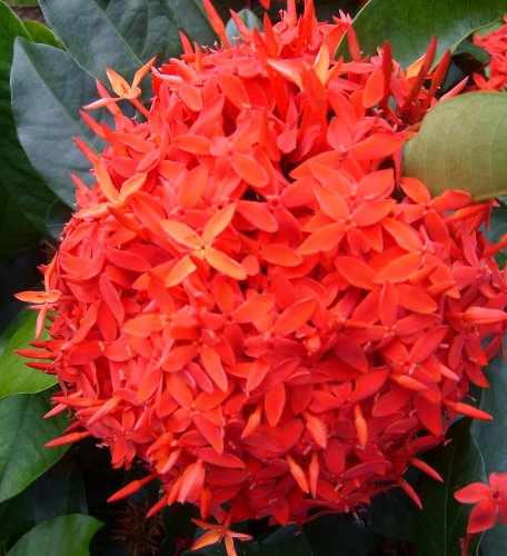 Super King Tropical Ixora Live Plant Flowering Shrub Large Clusters of Brilliant Red Flowers Starter Size 4 Inch Pot Emerald Goddess Gardens