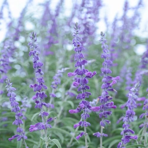 semillas de salvia orgánica, variedades antiguas raras de semillas para invitados para camas elevadas 900pcs