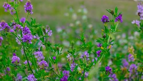 1500 Graines de Luzerne Bio - Alfalfa - Medicago sativa - CERTIFIE BIO - Plante Vivace - Jardin - 260