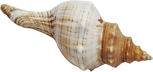 Decoración de conchas para pecera, conchas marinas gigantes, conchas oceánicas, decoración de fiesta temática de playa, mariposas decorativas para