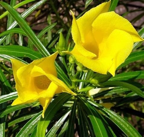 Green Colections Kaner, Yellow Kaner, Yellow Oleander,Cascabela Thevetia, Lucky Nut, Peeli Kaner,Kolkaphul,Utonglei,Kaadukaasi Kanagalu Seed (B0CFHLV1J7) Amazon Price History, Amazon Price Tracker