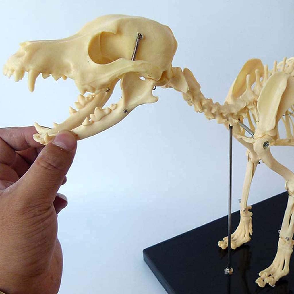 Canine Dog Skeleton Anatomical Model Animal Anatomical Model Dog Skeleton Anatomy for Veterinary Demonstration Tool (Size : 40X20X30Cm) (Size : 40 X 20 X 30Cm) (40 X 20 X 30Cm)