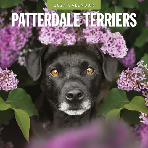 Calendrier mural Red Robin Patterdale Terriers 12" x 12"