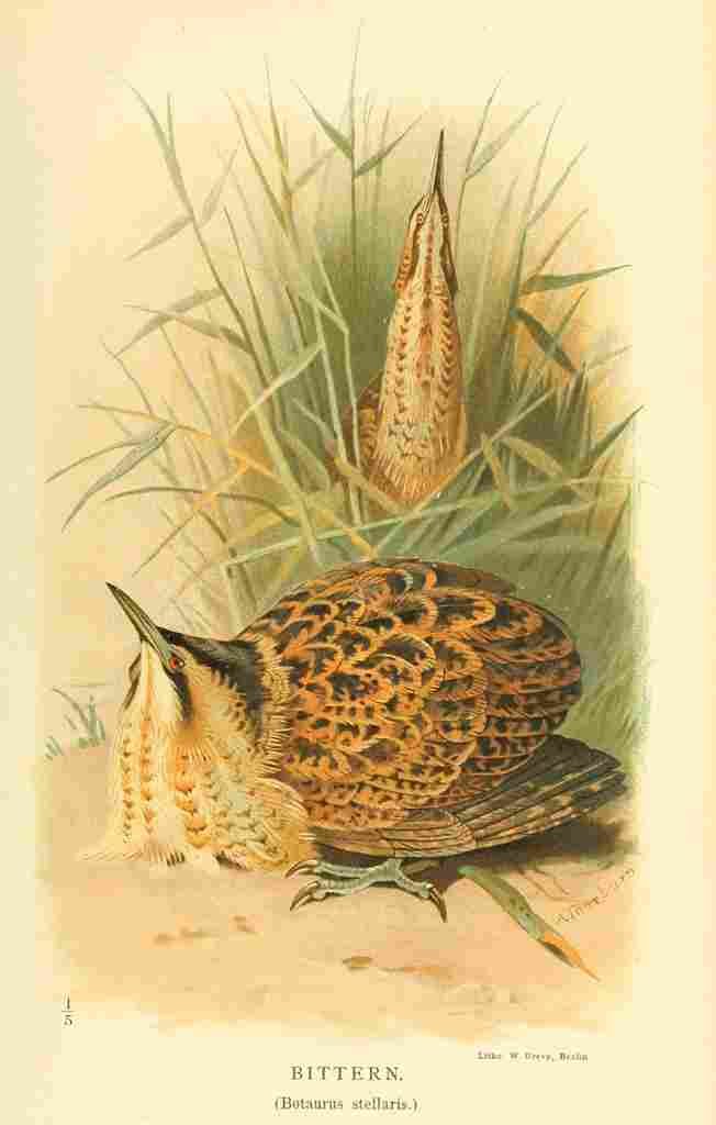A4 Photo Thorburn Archibald 1885 Bittern Print Poster