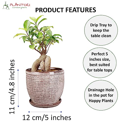 Image of Pot for Plants with Tray /Plate | Flower Pot for Indoor Plants, Bonsai, Cactus | Planter for Living Room, Home & Office Decor, Ceramic Flower Pot(Grey Garden Pot, 5 inches)