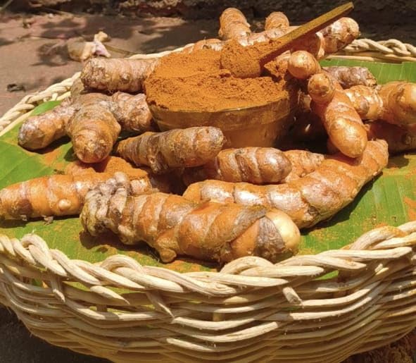 Image of Turmeric Powder | Sun-Dried Haldi Powder | High Curcumin Manjalpodi | TURMERIC Stone-Grounded only after order | Pesticide-Free Arishina, No Additives Pasupu | MRITHIKA Farm-Grown curcuma longa Coastal Karnataka 1KG