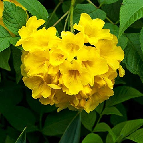 EdensField Tecoma Yellow Live Plant/Cape Honeysuckle Yellow Elder Yellow Bells Trumpet Flower Live Plant with 2 Inches Coco Peat Disc (B07YG9358C) Amazon Price History, Amazon Price Tracker