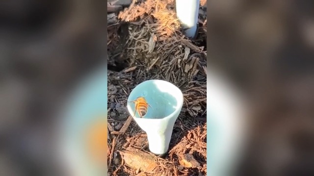 Bienen-Trinkbecher-Set (5 Stück) – Bunte Blumen-Wasserstation Für Garten, Insekten-Tränke Für Bienen & Schmetterlinge, Umweltfreundlich