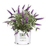 Proven Winners 2 Gal. Miss Violet Buddleia Shrub