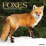 Willow Creek Press, Foxes 2026 Wall Calendar, 12'' X 12'', 18-Month Calendar with Stapled Binding