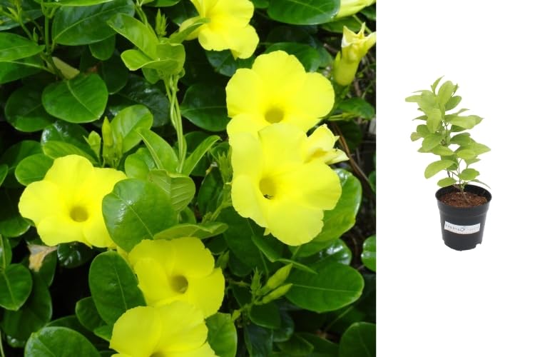 Indian Gardens - Allamanda Yellow Creeper/Pentalinon Luteum Vine Flowers live plant | Indoor & Outdoor Plant (4 inch Pot) (B0CQNH5XQR) Amazon Price History, Amazon Price Tracker