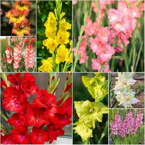 bulbi di gladioli - resistenti per giardino giardino resistenti primavera esotica 20pcs