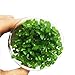 Greenpro Staurogyne Repens Carpet Foreground Live Aquarium Plants Vitro TC Cup for Freshwater Fish Tank Decorations