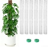 Linnkyfloa D-förmiges Moosstangen-Set, 61 cm, Kletterpflanzen, für halbzylindrische Pflanzenpfähle, funktioniert mit Sphagnum-Moos-Monstera-Training, transparent, 2 Stück (6 Stück)