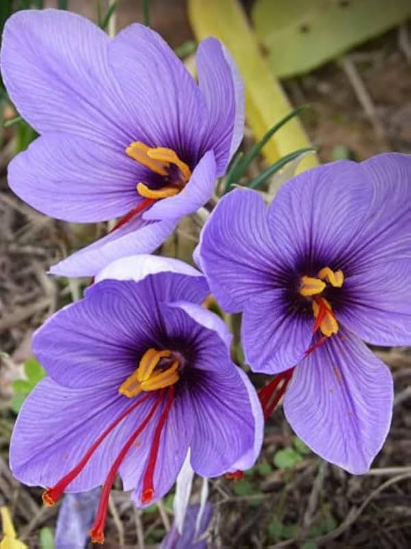 Kashmir Valley Saffron Live Bulbs Authentic Crop (5 Healthy Live Bulbs)-image-21