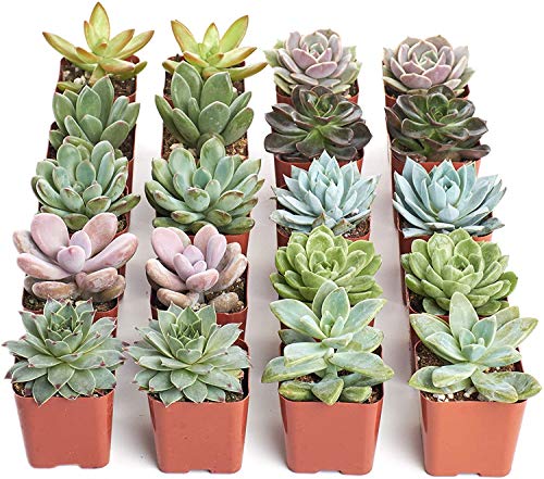 Shop Succulents | Radiant Rosette Collection | Assortment Of Hand Selected, Fully Rooted Live Indoor Rose-Shaped Succulent Plants, 20-Pack, #TOP2