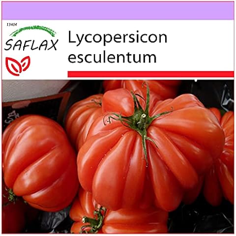 SAFLAX - Tomato - Costoluto Genovese - 10 Seeds - Lycopersicon esculentum Cover