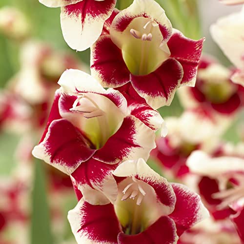 Van Zyverden Gladiolus Novelty Butterfly Belinda Set of 12 Bulbs