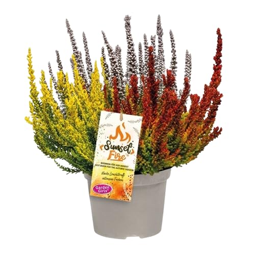 Calluna Natural - Planta Arbustiva y Resistente - Mix de Colores