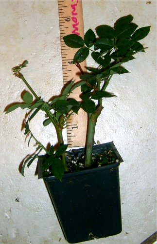 Old Bush Blush Heirloom Antique Own Root Rose Live Plant Double Pink Flower Starter Size Plant 4 Inch Pot Emerald Tm #TOP4