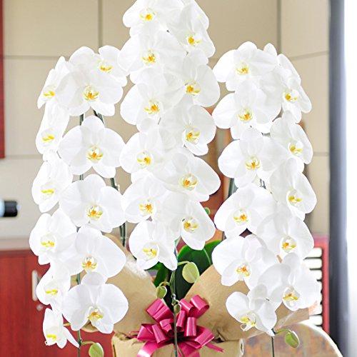 ،Ӓ  3{ () 36ֈȏてQ܂ށyrWlXt[zJXj J@j av[g jȂǊe킨jɂ߁