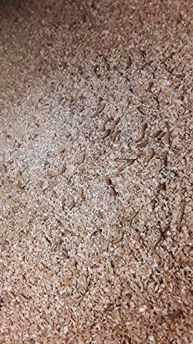 Josh's Frogs Mealworm & Superworm Wheat Bran Bedding and Food Source (5 Quarts) - Image 4