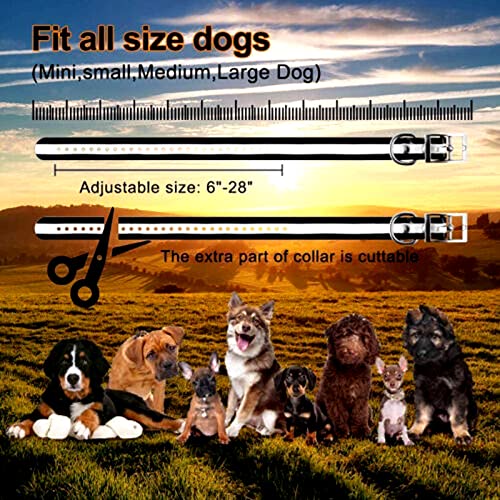 Expert Tips for Dog Fence Training Success