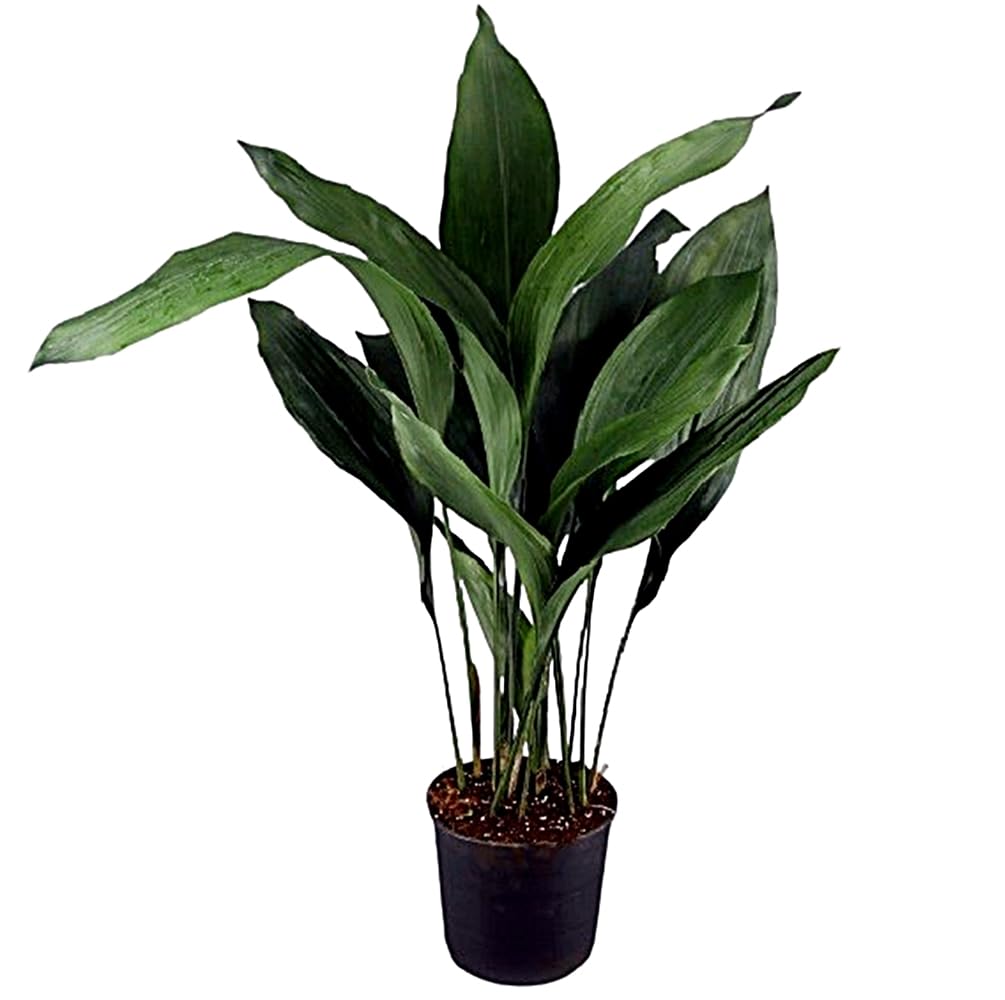 Planta natural Aspidistra. Pilistra. Altura 70-80 cm. Segura Garden. La aspidistra es una planta resistente, de bajo mantenimiento y purificadora de aire, ideal para jardines.