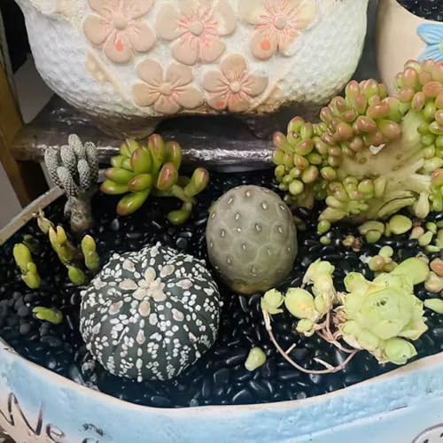 Image of FANTIAN 5 lbs Pebbles for Indoor Plants. 3 /8 inch Small Black Stones, Decorative Black River Rocks for Plant Outdoor, Vase, Landscaping and Garden