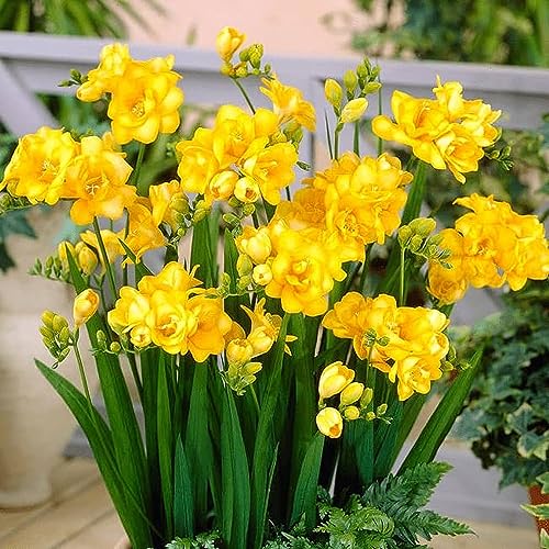 See full amazon price history chart for Plantogallery Freesia Bulbs Scented Flowers For Home Garden - Pack Of 1 Bulbs (Yellow) Plantogallery Freesia Bulbs Scented Flowers For Home Garden - Pack Of 1 Bulbs (Yellow) (B0CG343ZCX) Amazon Price History, Amazon Price Tracker