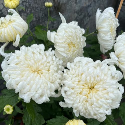 Semi di crisantemo, semi di come per gli ospiti da balcone rare giardino di esotiche decorazione del soggiorno semi di vecchie 30pcs