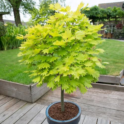 YouGarden Japanese Maple Tree Acer Shirasawanum Jordan in 3L Pot 40-50cm Tall Established Garden Plant Ready to Plant in Garden or Patio Pot