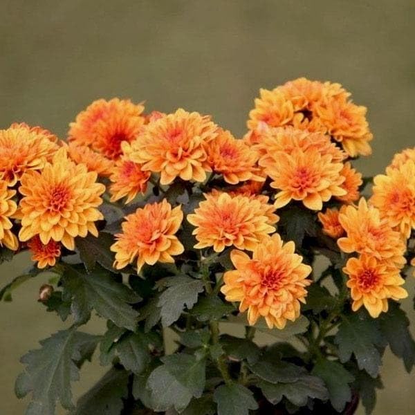 Image of Pink Daisy Live Plant | Pink Snowball Chandramallika Chrysanthemum Flower Plant with Pot | Live Outdoor Flowering Plant for Home Garden Balcony