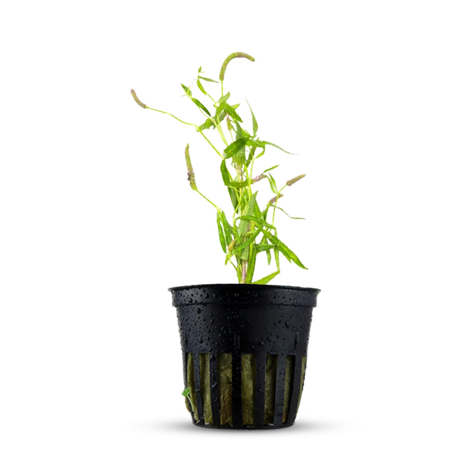 Amazon.com: CANTON AQUATICS Pogostemon Stellatus Narrowleaf