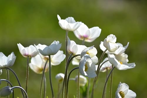 Miniatura 3 de Semillas blancas de amapola de California para plantar "Ivory Castle", más de 1000 semillas por paquete, semillas de jardín de Isla (semillas de