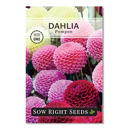 Sow Right Seeds - Pompon Dahlia Seeds for Planting - Annual Non-GMO Heirloom Variety - Ideal Flower for Outdoor Gardens - Colorful Vibrant Blooms - Easy to Grow - Perfect Garden Addition (1)