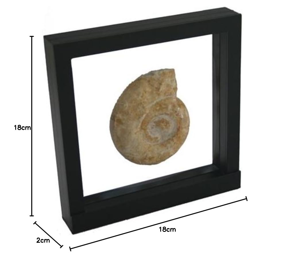 SAFE 4506 Cadre flottant 3D noir 180 x 180 mm | cadre pour pièce | cadre pour objet | cadre 3D noir pour vos pièces de collection