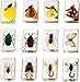 12 Pcs Insect in Resin Collection - Educational Bugs Specimen Set for Kids, Perfect for Preschool, Classroom Science, and Home Displays