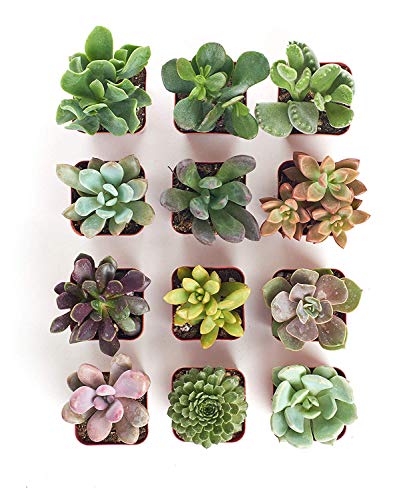 Shop Succulents | Unique Live Plants, Hand Selected Variety Pack Of Mini Succulents | Collection Of 12 #TOP2