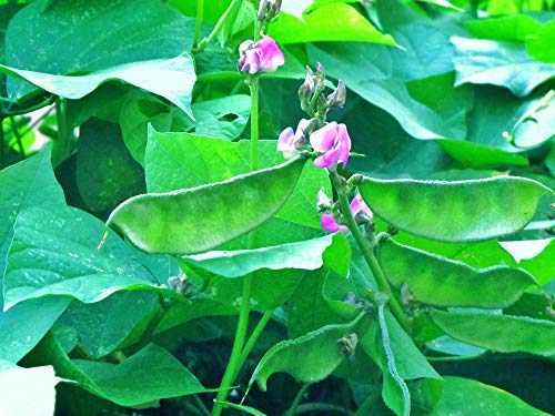 Hyacinth, Papdi Beans, simba, Dolichos Bean, Avarai (75 Seeds)